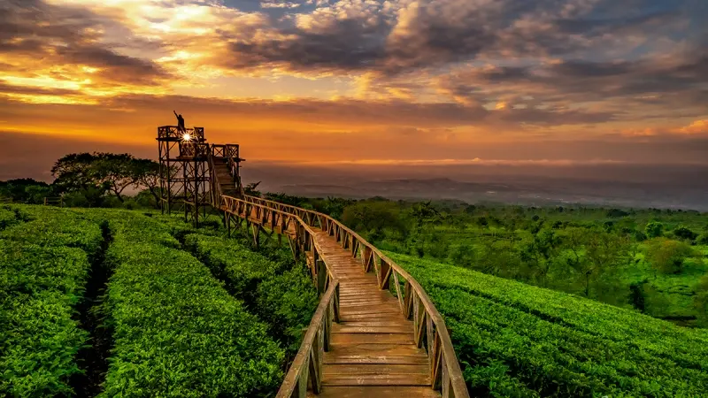 Kebun Teh Wonosari: Mengungkap Keindahan Alam dan Kenikmatan Teh